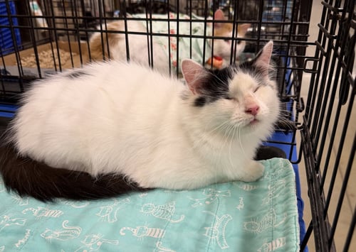 FRIEDA - Domestic Long Hair / Turkish Angora available for adoption