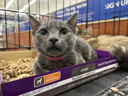 DIVA - Russian Blue / Domestic Short Hair available for adoption
