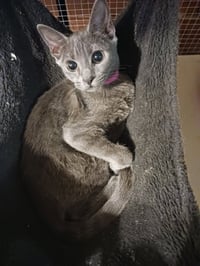 Diva - Photo 2