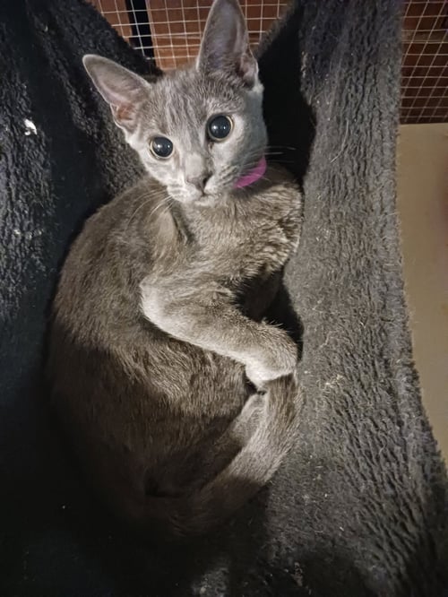 DIVA - Russian Blue / Domestic Short Hair available for adoption