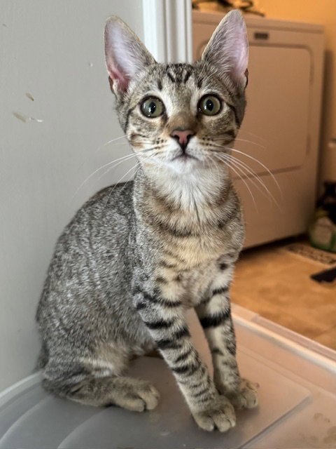 Carlotta Image