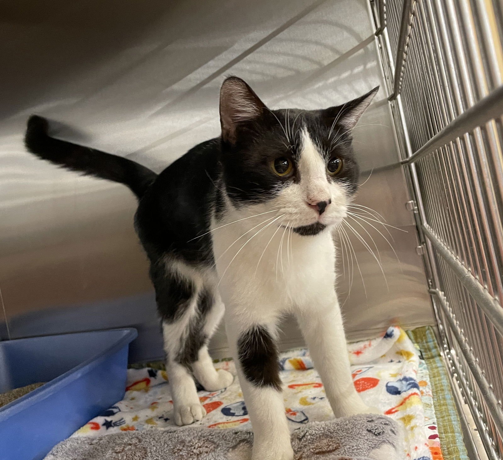 GORDON - Domestic Short Hair available for adoption