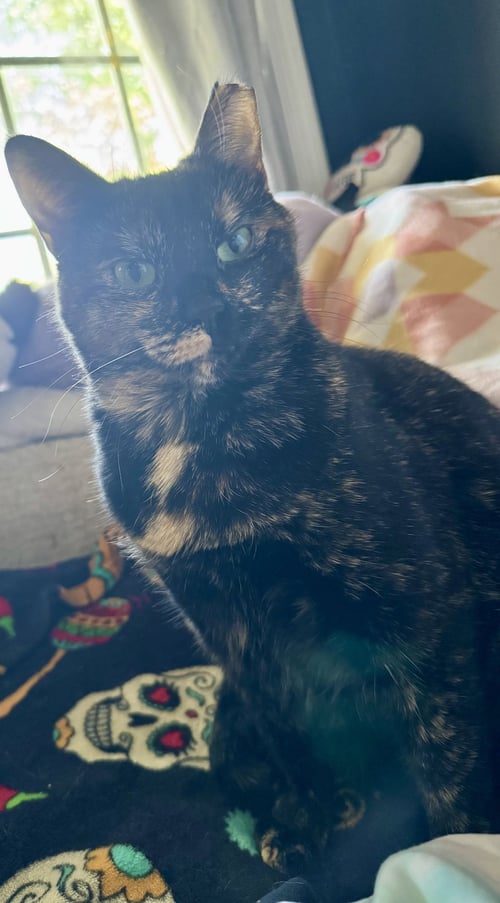 SCARLET - Tortoiseshell / Domestic Short Hair available for adoption