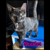 Scarlet - Photo 3