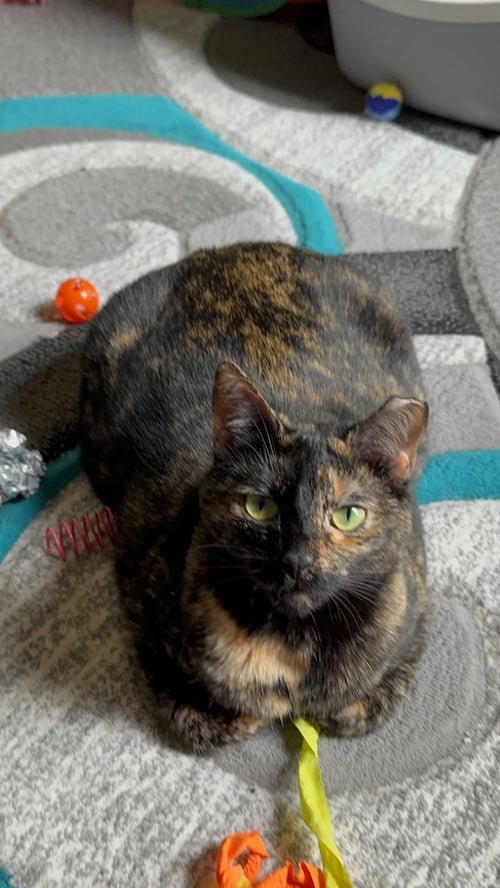 SCARLET - Tortoiseshell / Domestic Short Hair available for adoption