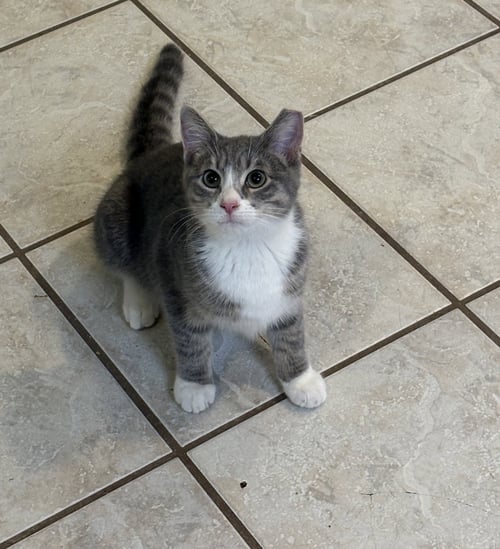 SHILLING - Tabby / Domestic Short Hair available for adoption