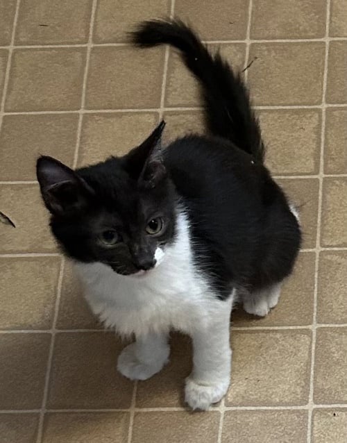 GILLY - Domestic Medium Hair / Tuxedo available for adoption