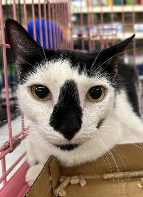 KATNISS - Domestic Short Hair for adoption in Columbia