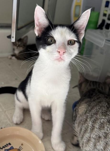 SHADRACK - Tuxedo / Domestic Short Hair for adoption in Columbia