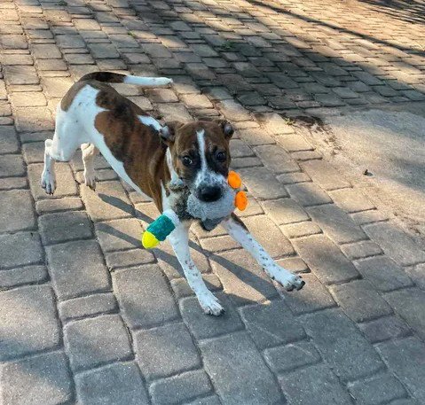 A521487 - Boxer for adoption in Wilmington