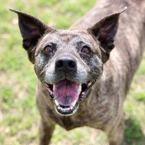 FURY - Plott Hound / Pit Bull Terrier for adoption in Wilmington