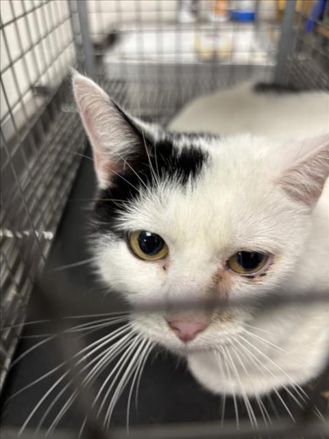 MOO MOO - Domestic Short Hair for adoption in Wilmington