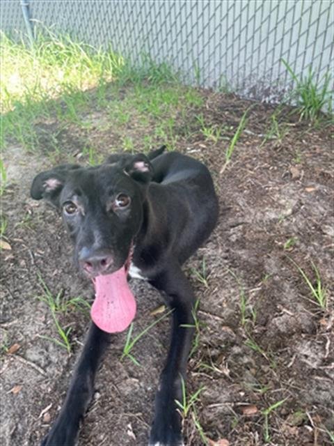 A523041 - Labrador Retriever for adoption in Wilmington