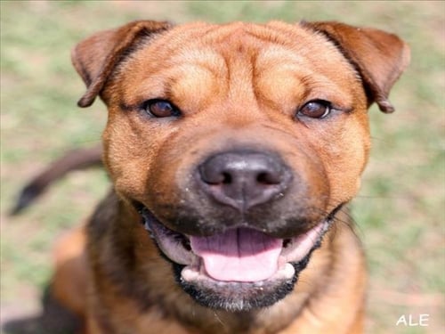 A518169 - Chinese Shar-Pei for adoption in Wilmington