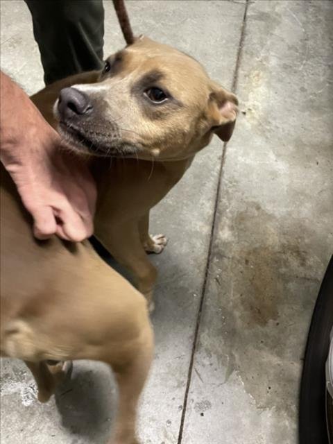 TANK - Pit Bull Terrier available for adoption