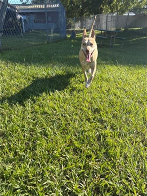 A524070 - Pit Bull Terrier available for adoption