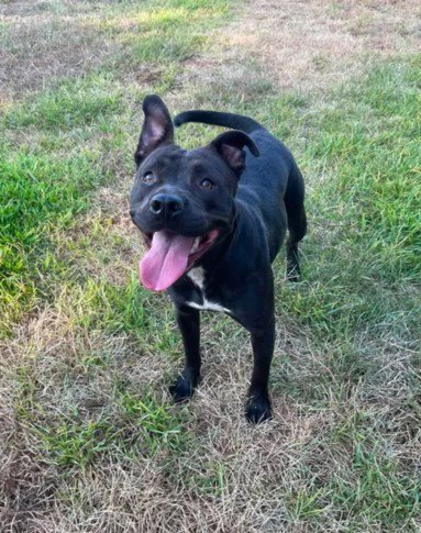 A521345 - Pit Bull Terrier for adoption in Wilmington