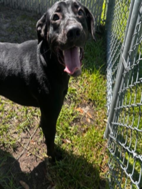 A523674 - Labrador Retriever available for adoption