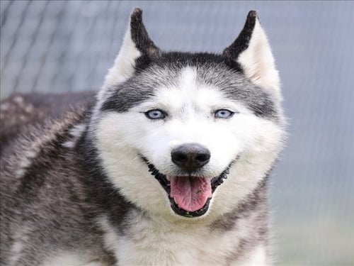 ACHILLES - Siberian Husky for adoption in Wilmington