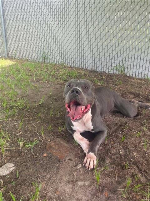 A523428 - Pit Bull Terrier for adoption in Wilmington