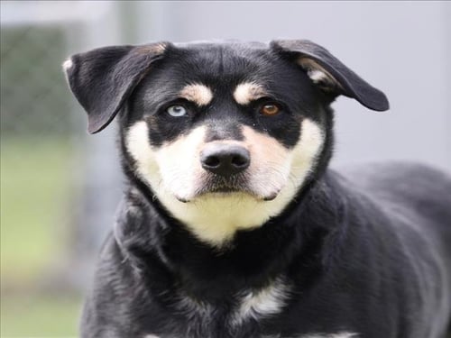 A516979 - Husky for adoption in Wilmington