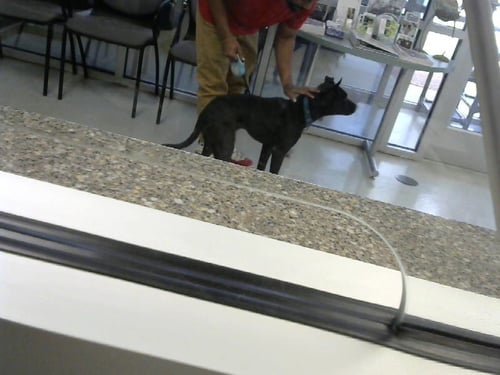 A517730 - Pit Bull Terrier for adoption in Wilmington