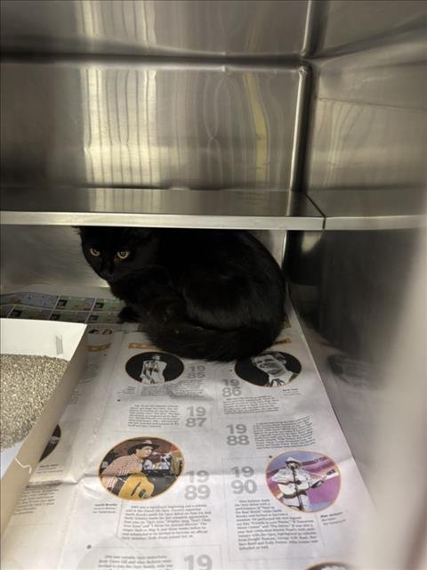 A518068 - Domestic Short Hair for adoption in Wilmington