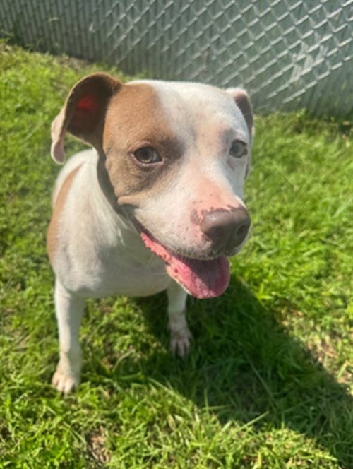 A522616 - Pit Bull Terrier for adoption in Wilmington