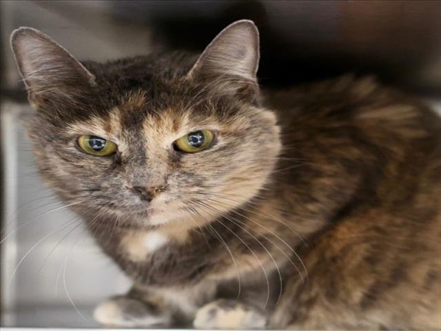 WINNIE - Domestic Short Hair available for adoption