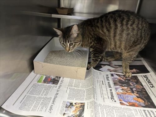 A518071 - Domestic Short Hair for adoption in Wilmington