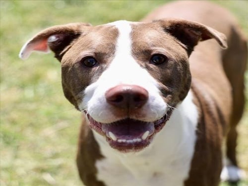 JUMANJI - Pit Bull Terrier for adoption in Wilmington