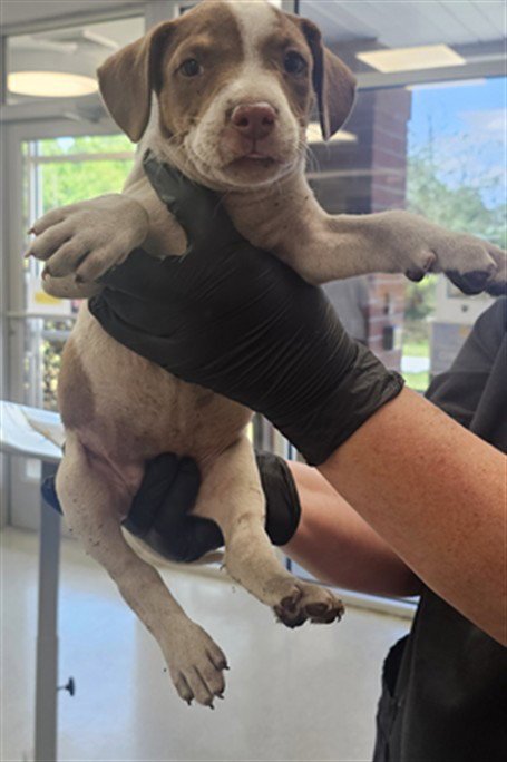 PUPPY 4 Image