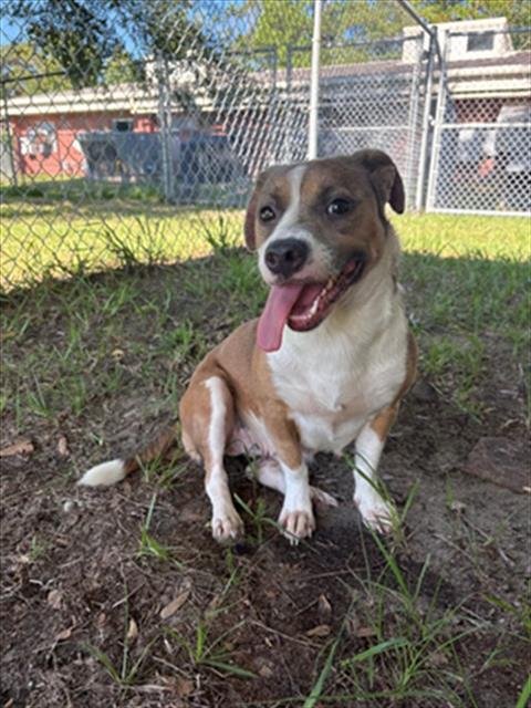 JASMINE - Beagle / Chihuahua for adoption in Wilmington