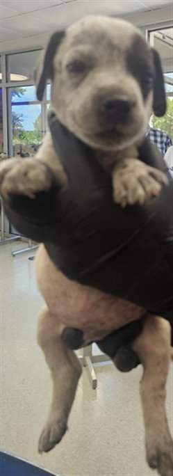 PUPPY 6 - Pointer for adoption in Wilmington