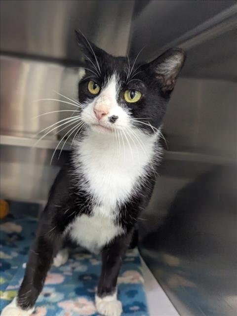 A524144 - Domestic Short Hair available for adoption