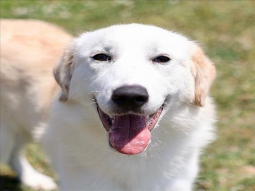 A517777 - Great Pyrenees / Golden Retriever for adoption in Wilmington