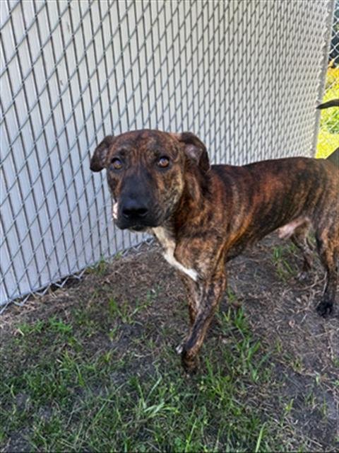 A524162 - Pit Bull Terrier available for adoption