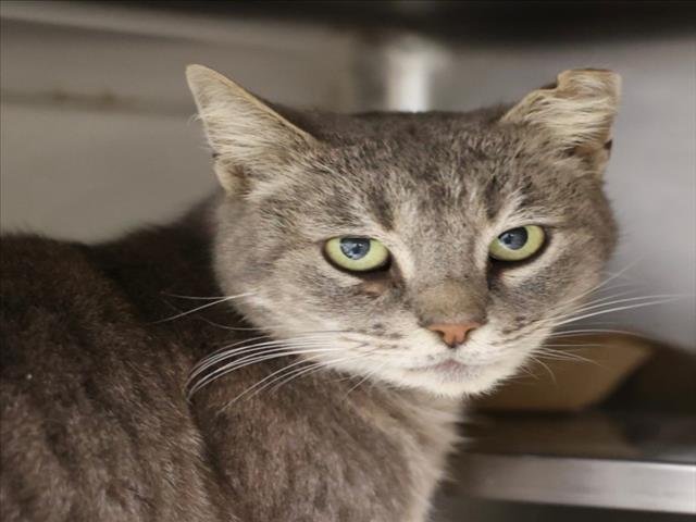 A513623 - Domestic Short Hair available for adoption