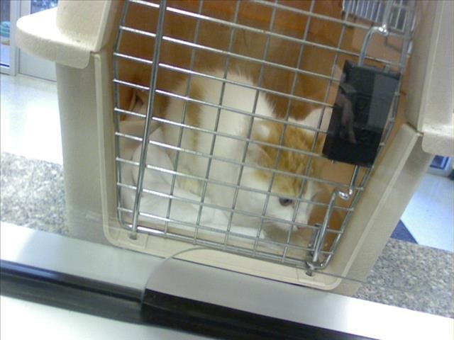 A513682 - Domestic Short Hair available for adoption