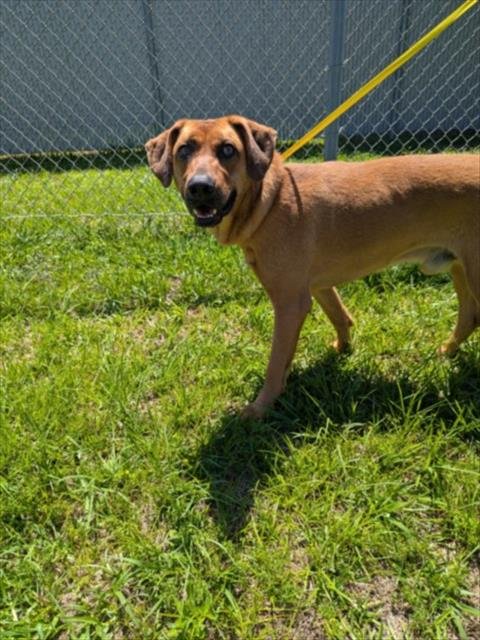A520180 - Black Mouth Cur for adoption in Wilmington