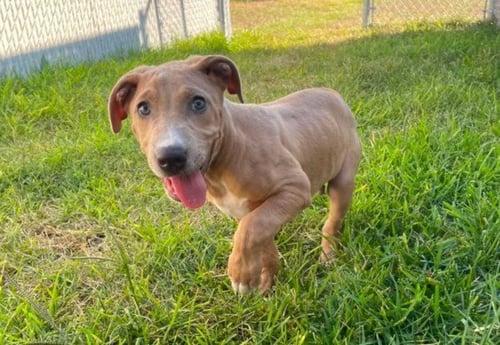 A521523 - Pit Bull Terrier for adoption in Wilmington