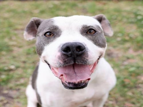 AZULA - Pit Bull Terrier for adoption in Wilmington