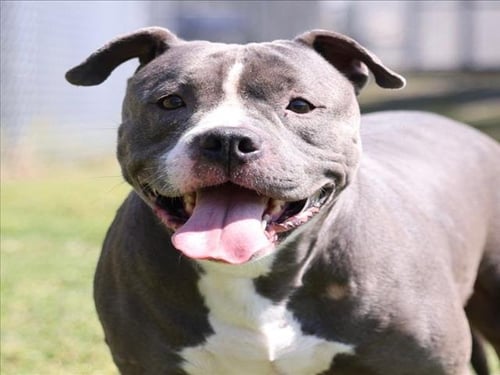 LUNA - Pit Bull Terrier for adoption in Wilmington