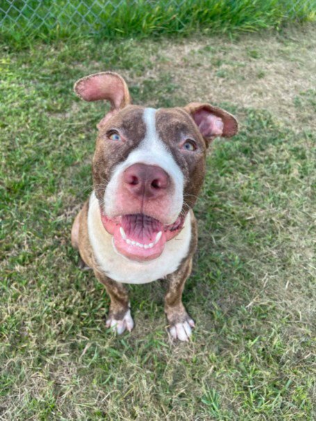 A522348 - Pit Bull Terrier for adoption in Wilmington
