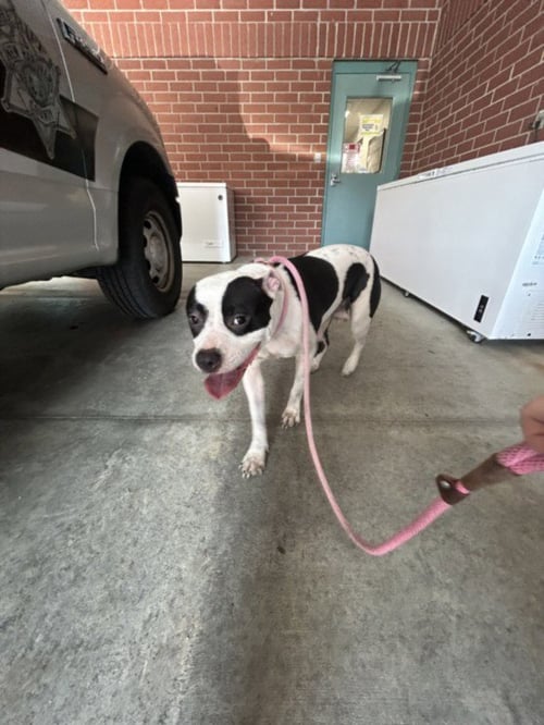 A518008 - Pit Bull Terrier for adoption in Wilmington