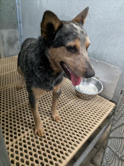A524221 - Australian Cattle Dog/Blue Heeler available for adoption