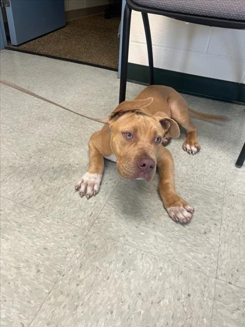 A524106 - Pit Bull Terrier for adoption in Wilmington