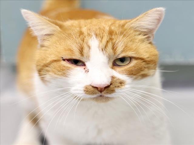 A513825 - Domestic Short Hair available for adoption