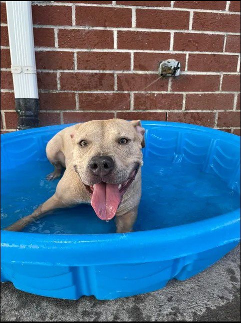 JADA - Pit Bull Terrier for adoption in Wilmington
