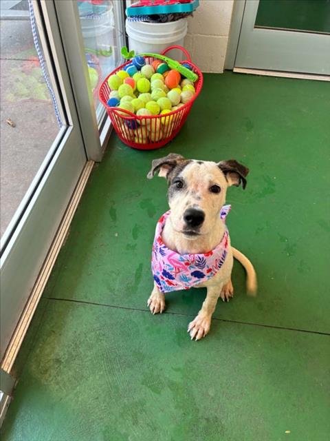 LADY - Labrador Retriever for adoption in Wilmington